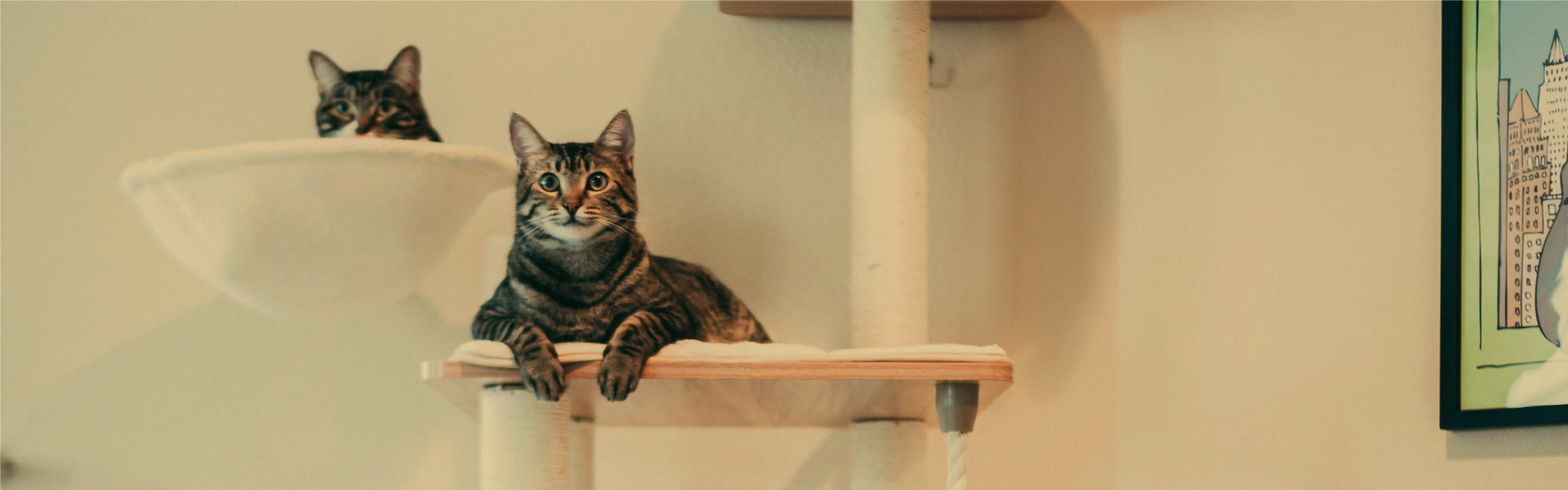 BIBImeow