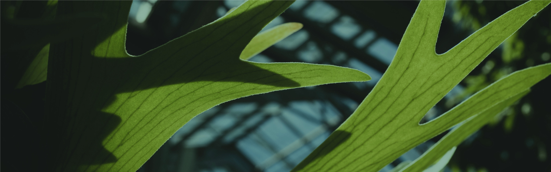 BIBIplants